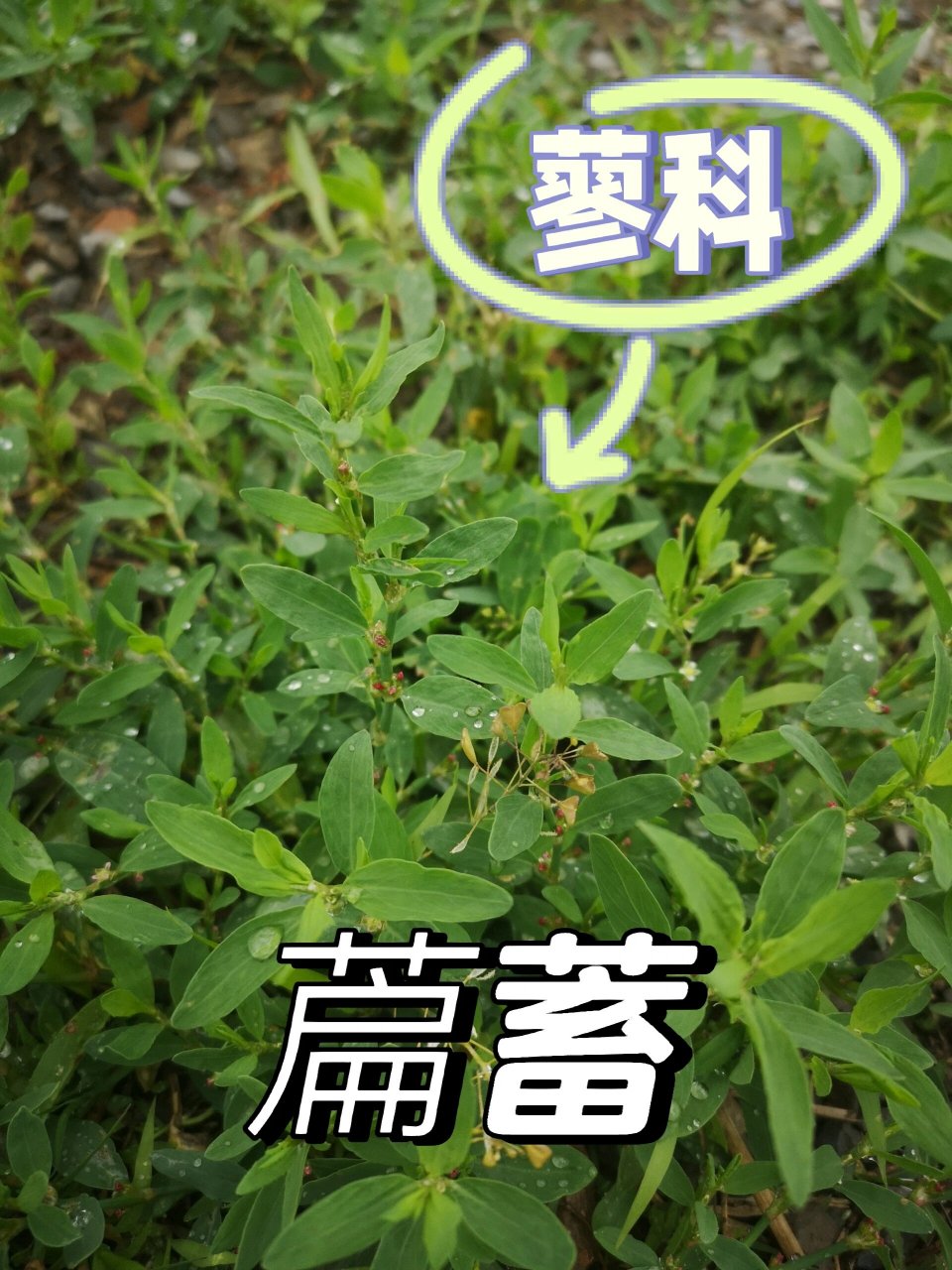 杂草图鉴(14)——萹蓄/中药 【别名】:扁竹,扁蓄.