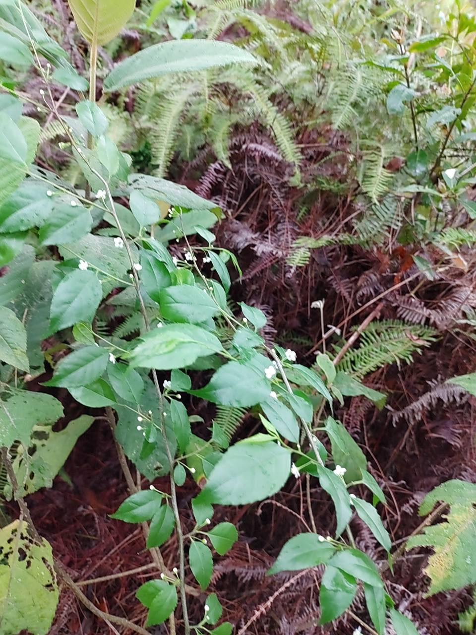 岗梅(33)本土原生中草药材