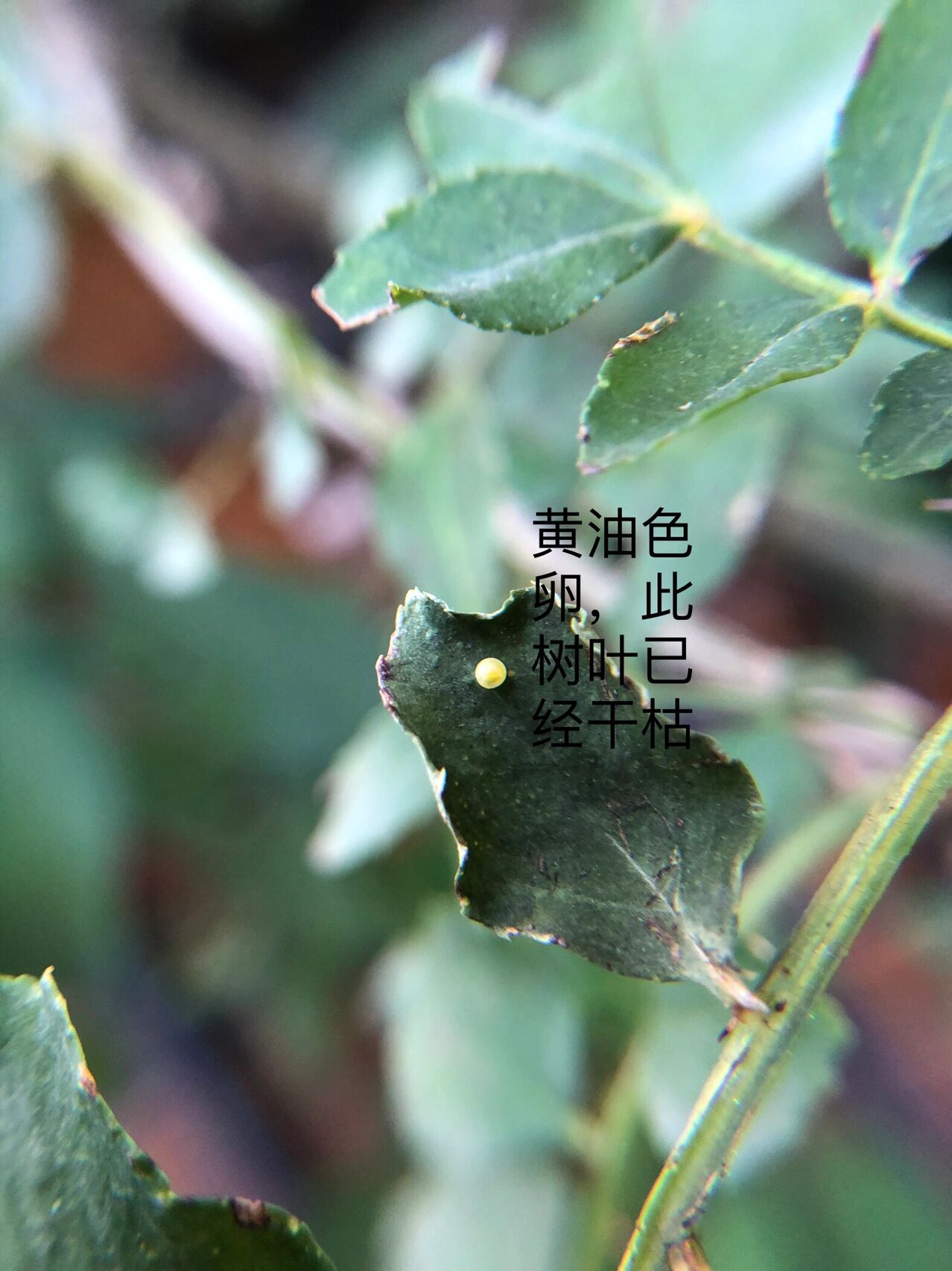 酷虫记9——小院记-3 观察到花椒树上生活着7只花椒凤蝶幼虫后的第二