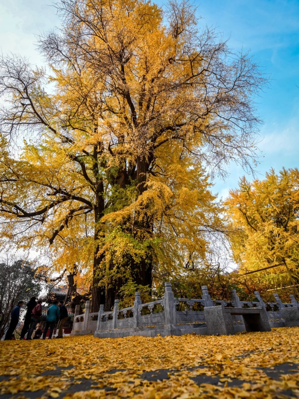 潭柘寺千年银杏树图片