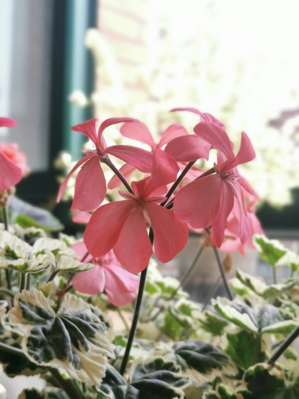 春日的天竺葵(五)弗兰克～～ 入了好几棵带白边的花叶天竺葵,目前表现