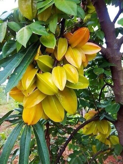 热带水果7979杨桃 star fruit