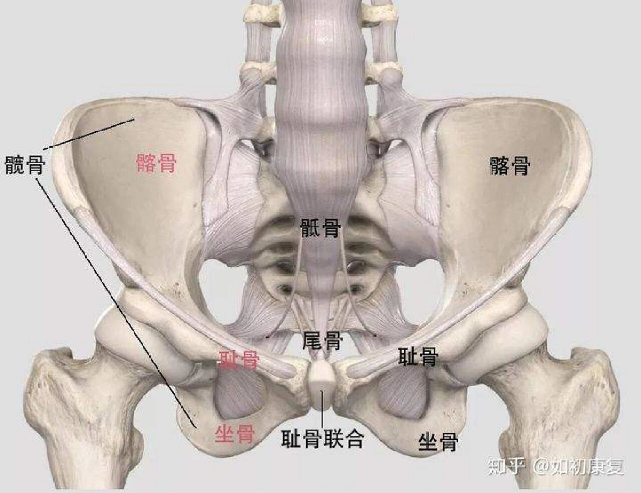 人体骶髂关节位置图片图片