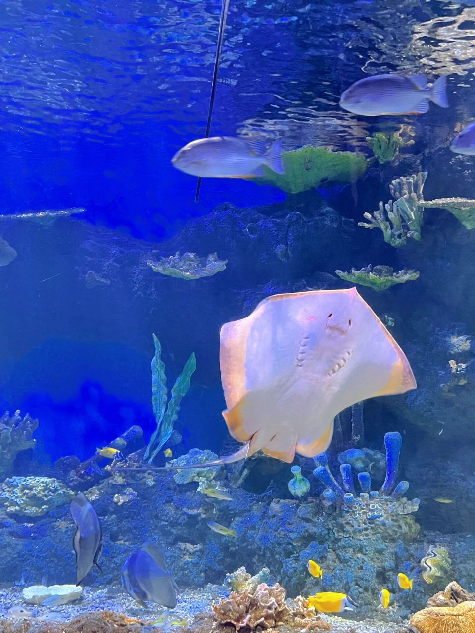 西安两大海洋馆,哪个更好 目前就去过华夏文旅海洋馆,去了好几次了