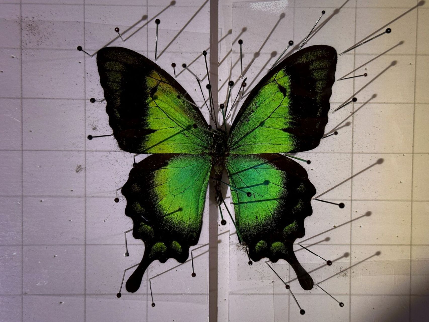 赋予了蝴蝶太多眷顾03 才会有这样美丽绚烂的颜色03 #五斑翠凤蝶