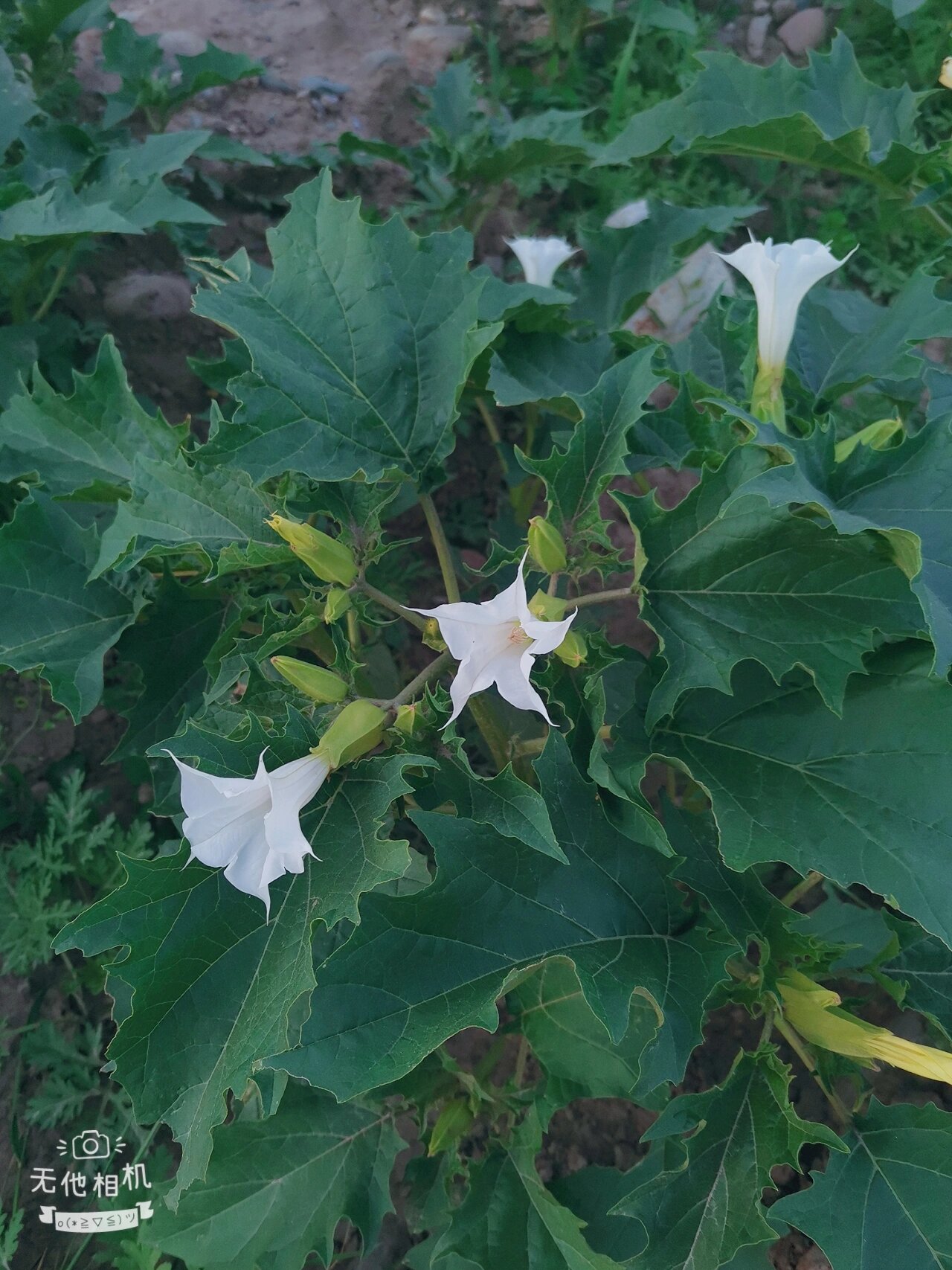 曼陀罗花有没有毒图片