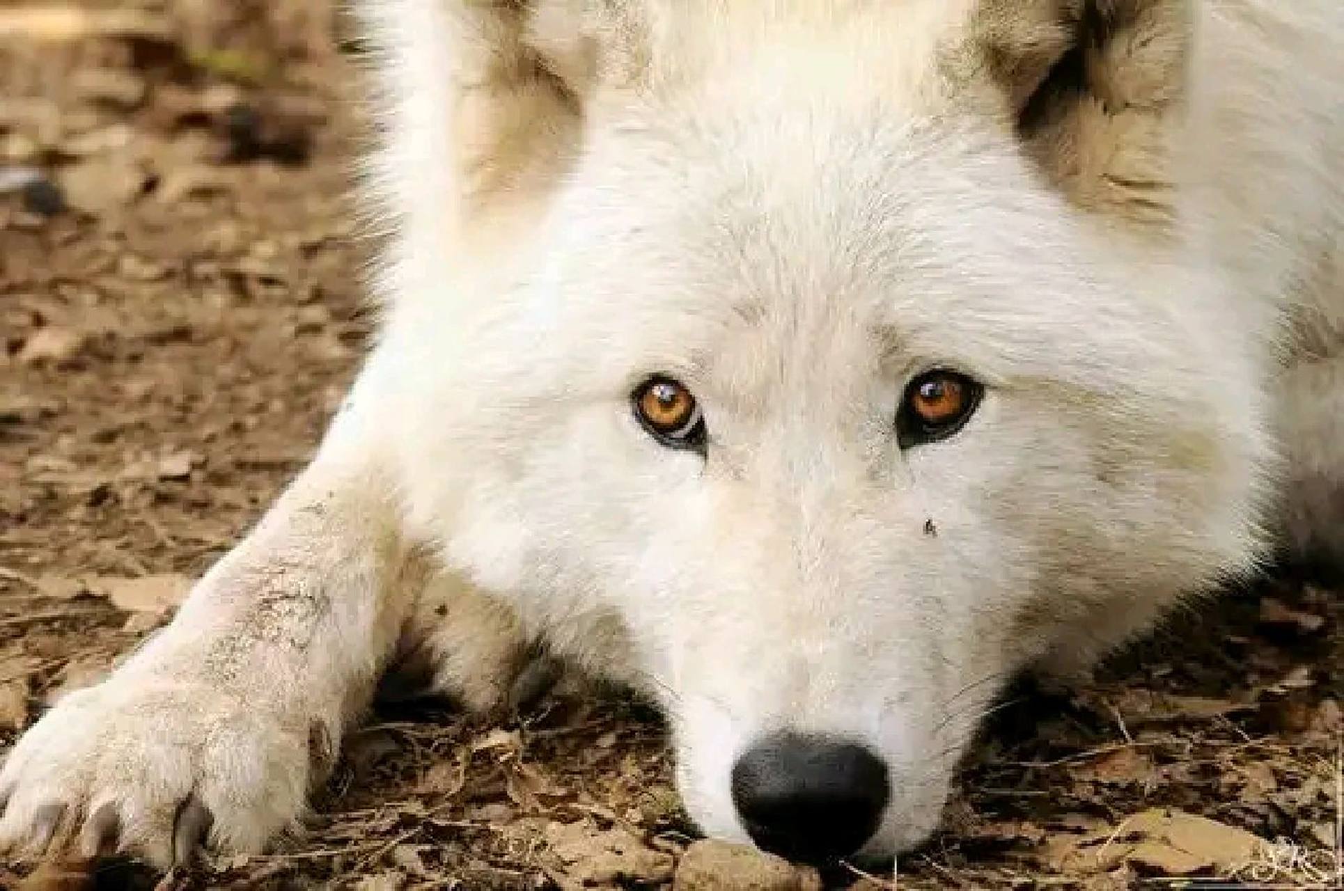 盘点一下狼的眼睛颜色(上) 1.