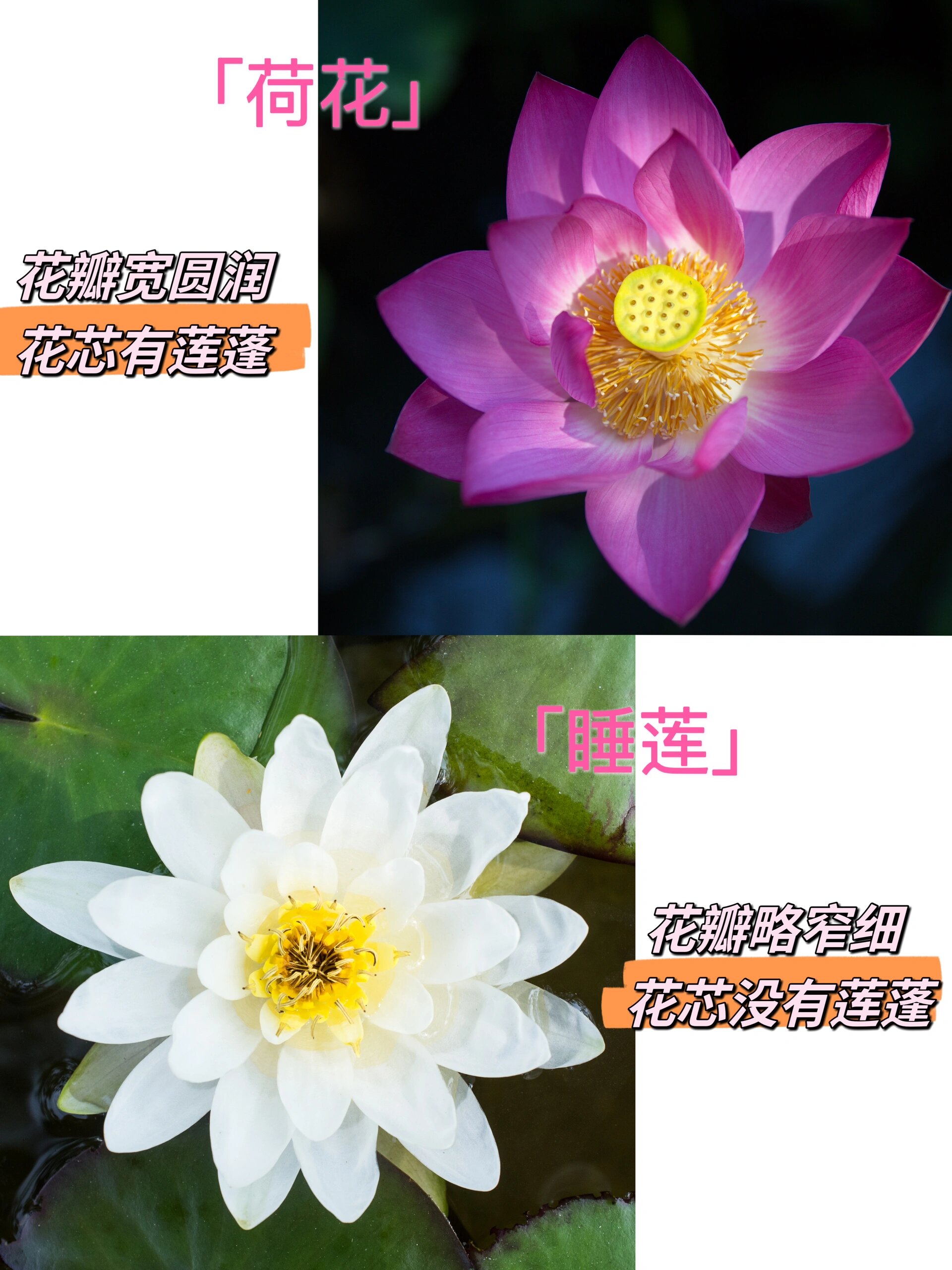 如何区分荷花与睡莲|夏日赏花必备技能73 又到了"接天莲叶无穷碧,映