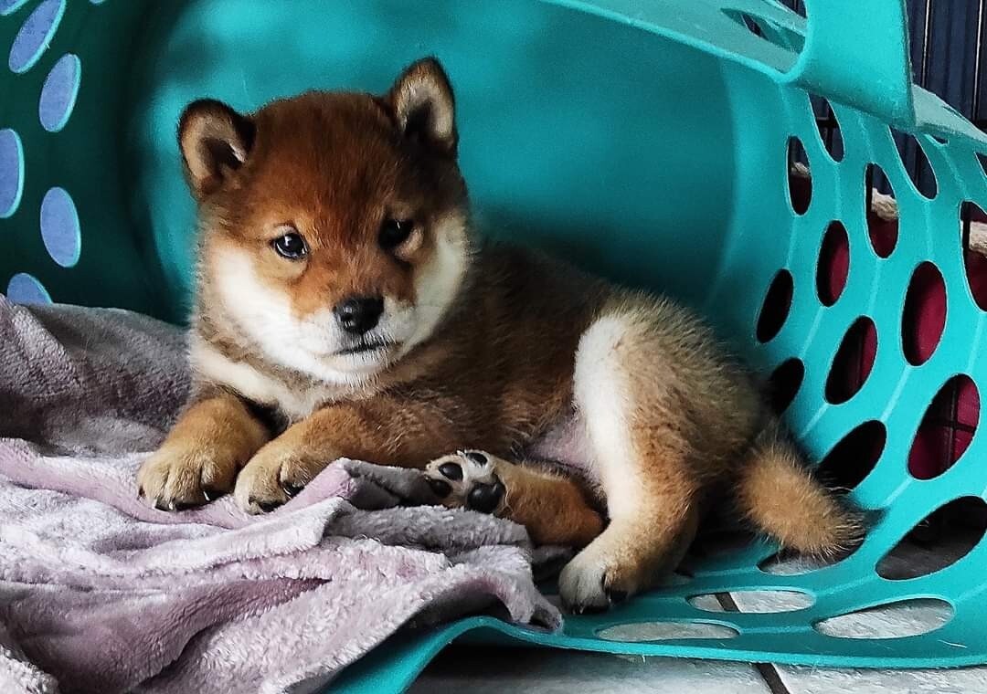 胡麻色柴犬交流分享鉴别 我是胡麻色柴犬爱好者,自己养一个胡麻柴犬