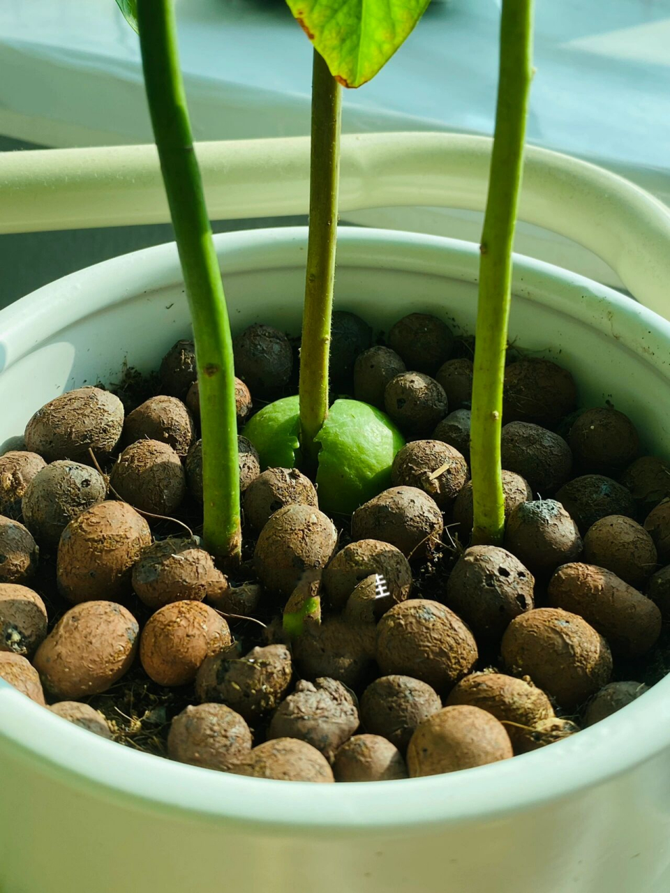 美食插画78家常菜78炒花菜/炒菜花简笔画教程  今天的菜式是家常