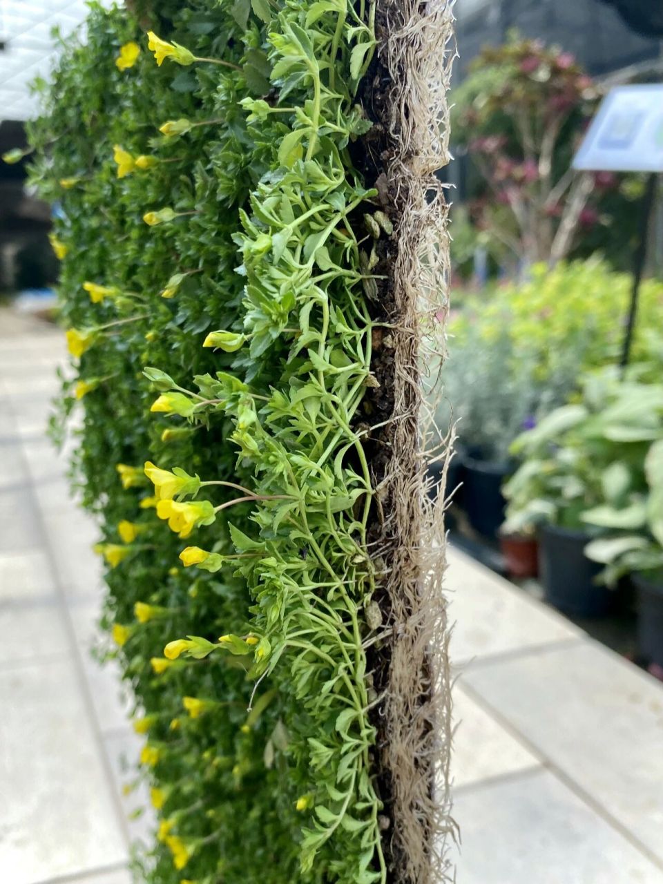 中华景天(薄雪万年草)金叶佛甲草金莎蔓