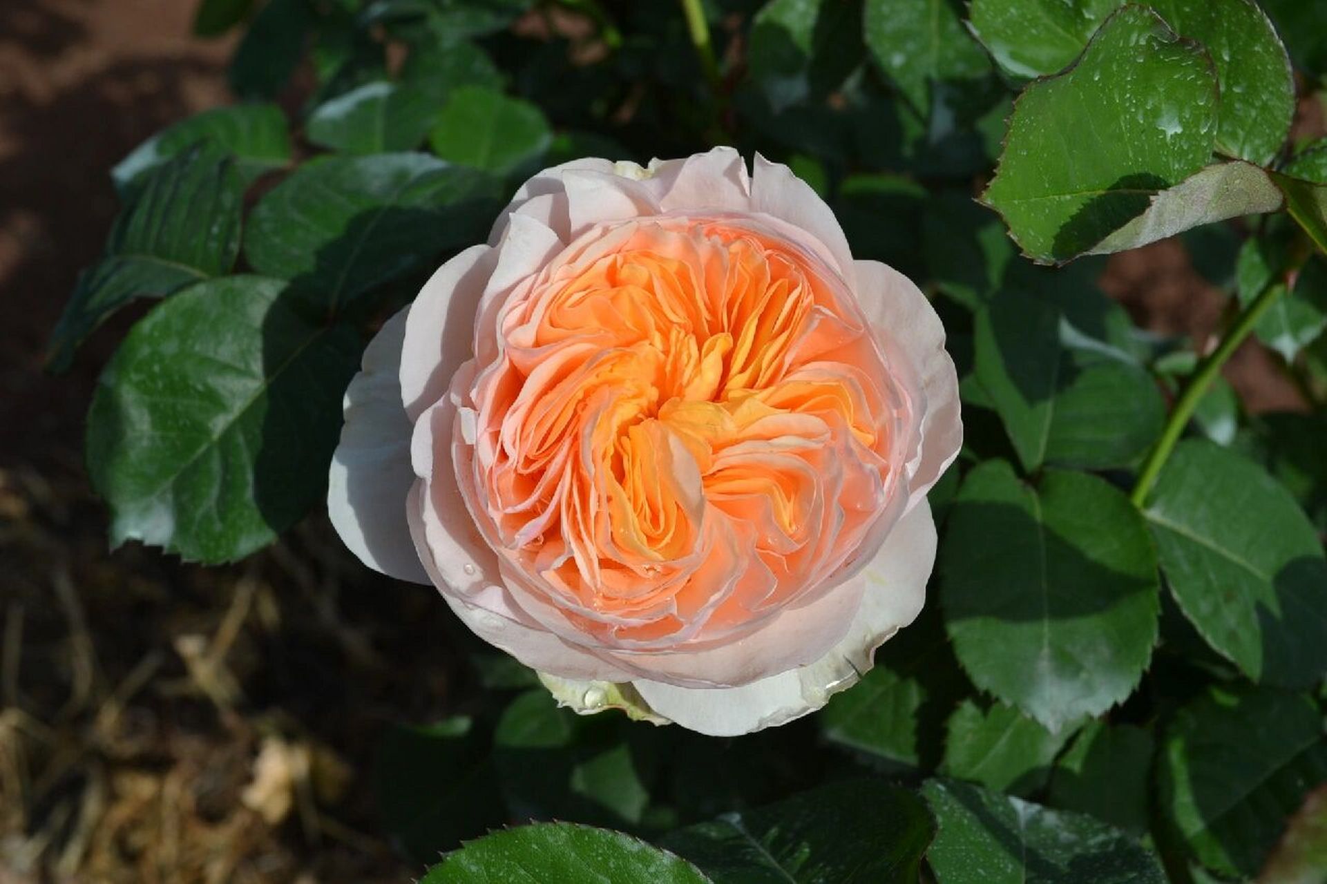 分享14款浓香型奥斯汀月季 总有你喜欢的 沃勒顿老庄园 浓香型月季