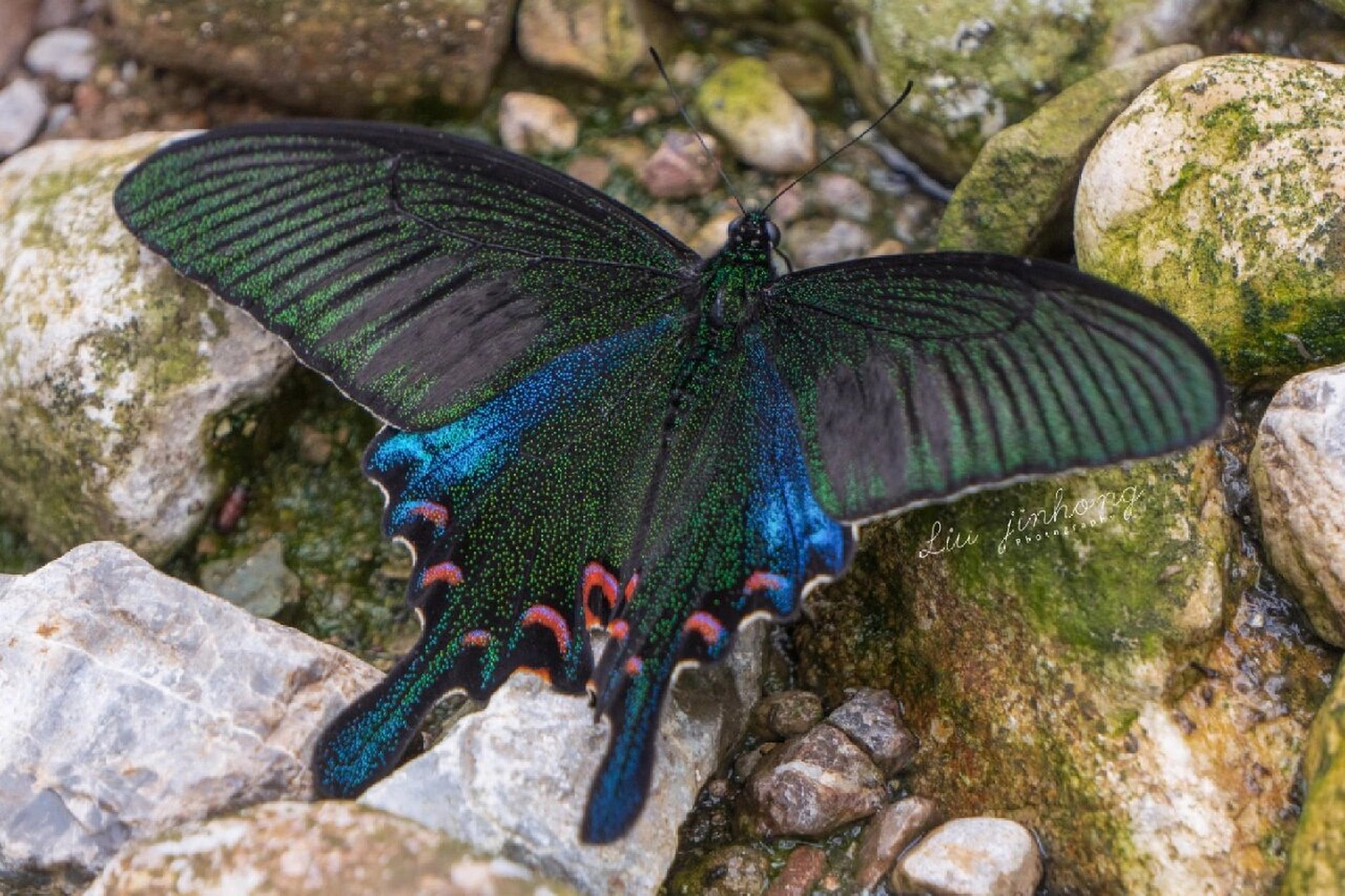 碧凤蝶 碧凤蝶可以说是我最喜欢的一种蝴蝶,广泛分布于我国的大部分