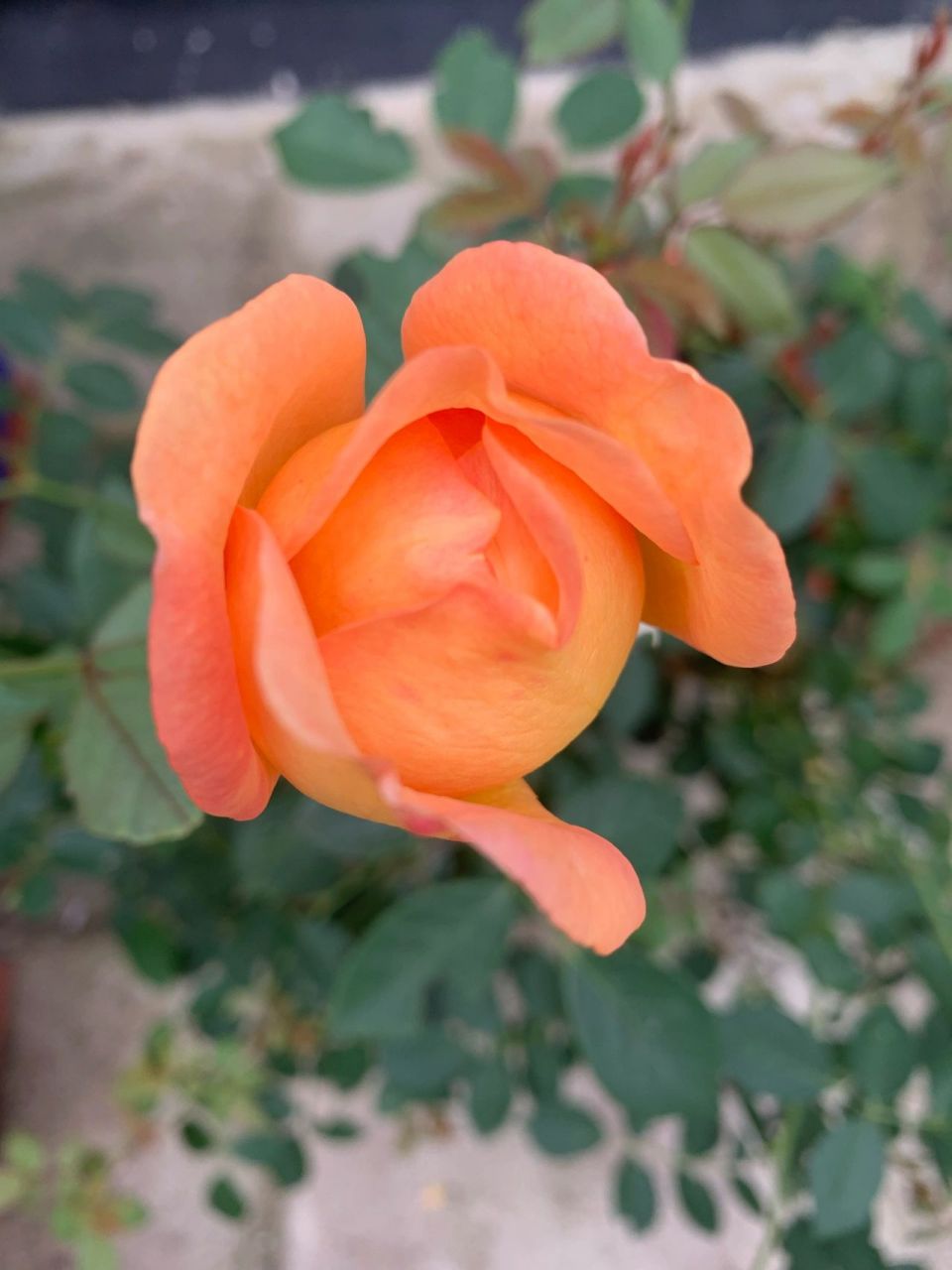漂亮的月季都是带刺的 慷慨的园丁 boscobel 夏洛特夫人 奥利维亚&不