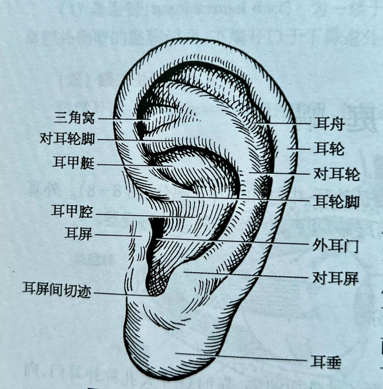 耳轮脚长有包的图图片