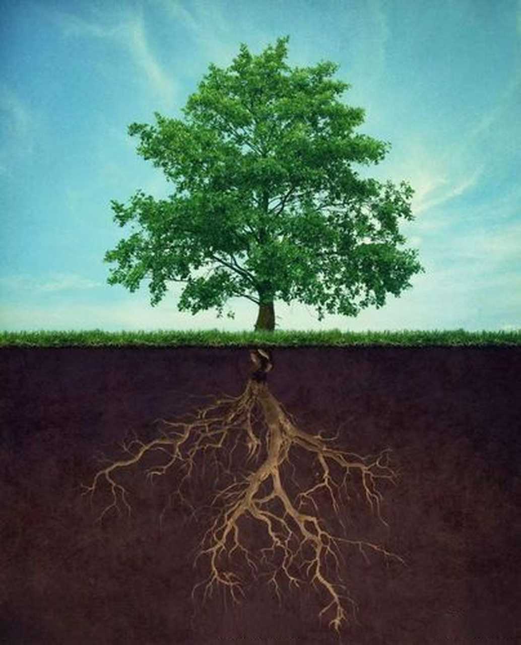 根系植物的生命力有多强#那石岩的缝隙间,生长着参天的古柏,雄伟苍劲