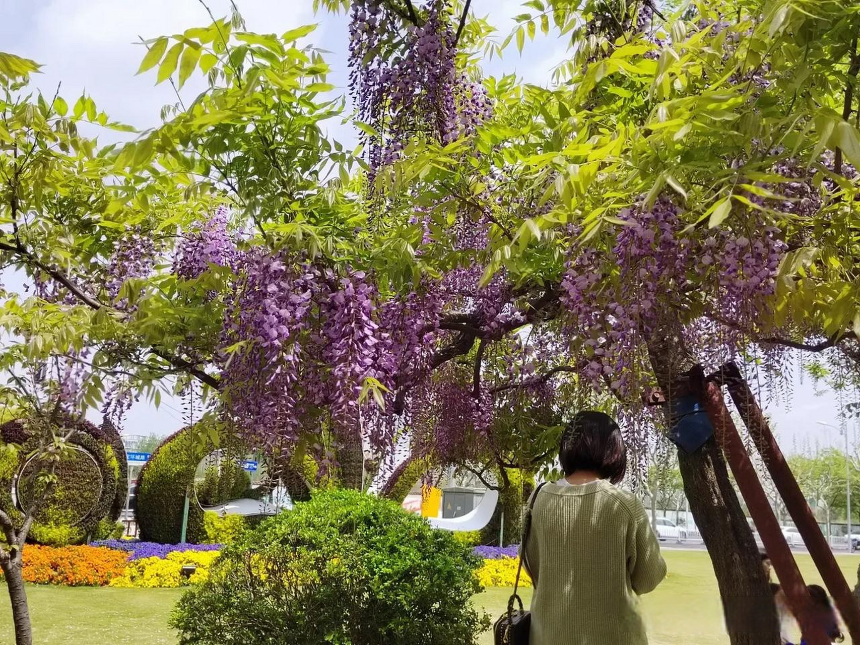 修剪是紫藤开花的关键因素之一,修剪分为花后修剪和夏季花芽分化期