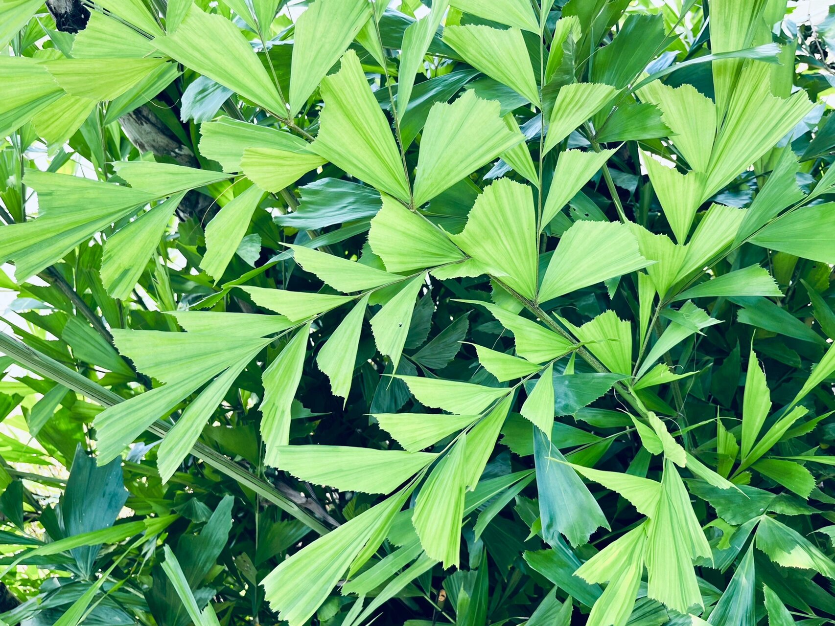 短穗鱼尾葵(学名:caryota mitis lour),花卉苗木市场也称鱼尾葵,又称