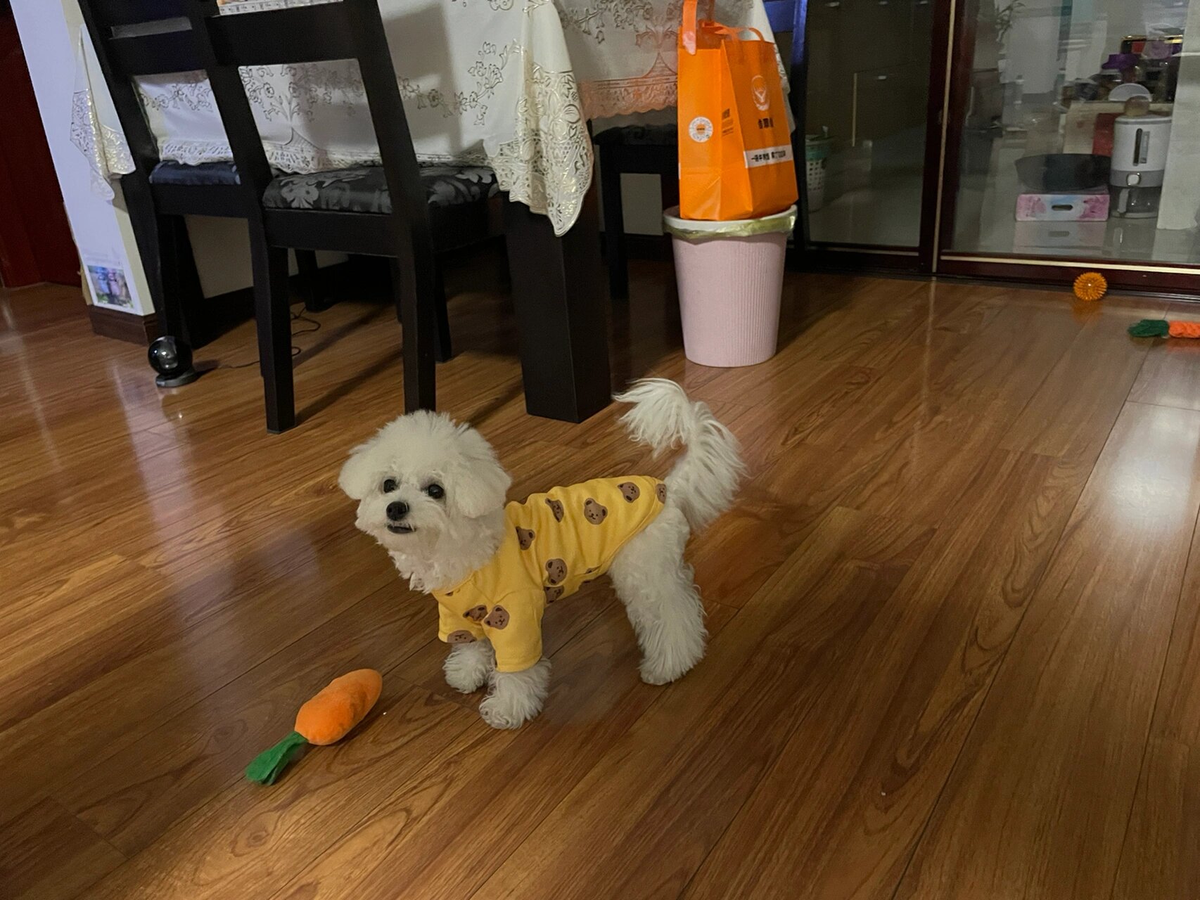 小比熊尾巴不贴背 你家的这样吗 我家小时候一直贴背 4个月多开始不贴