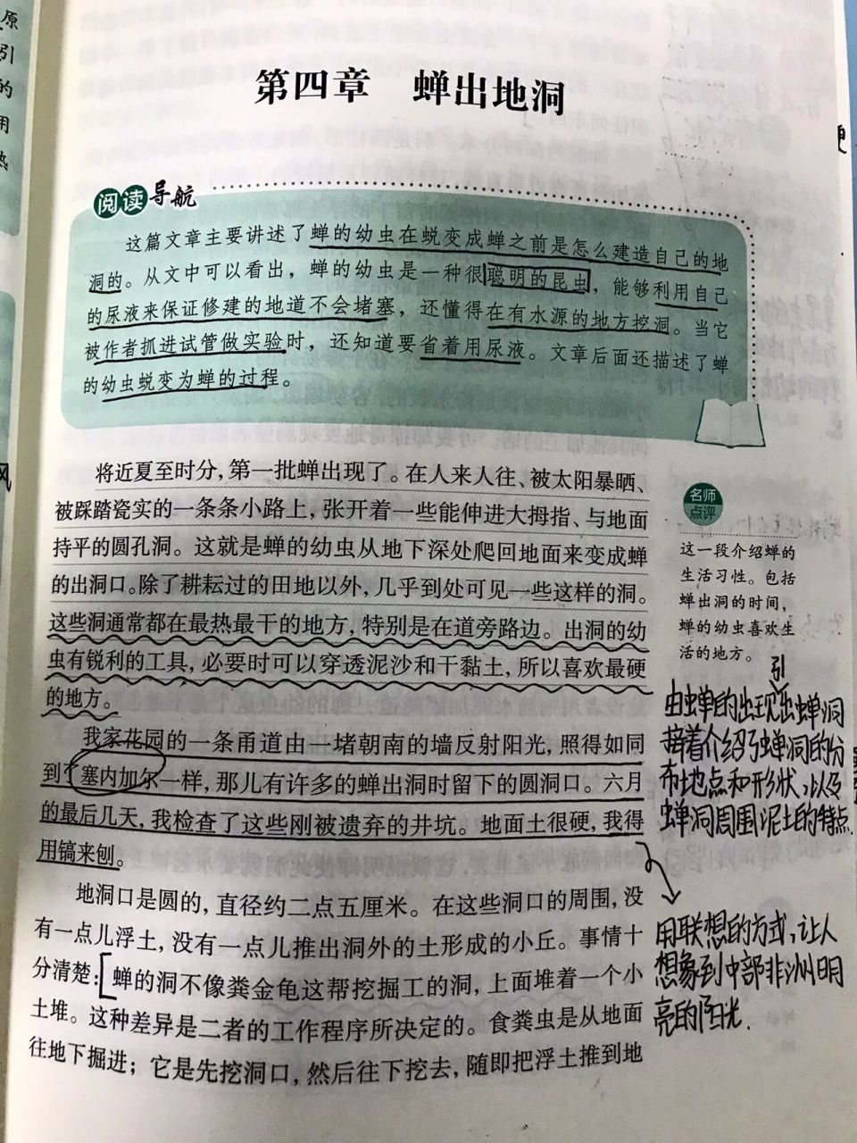 昆虫记第四章《蝉出地洞》批注