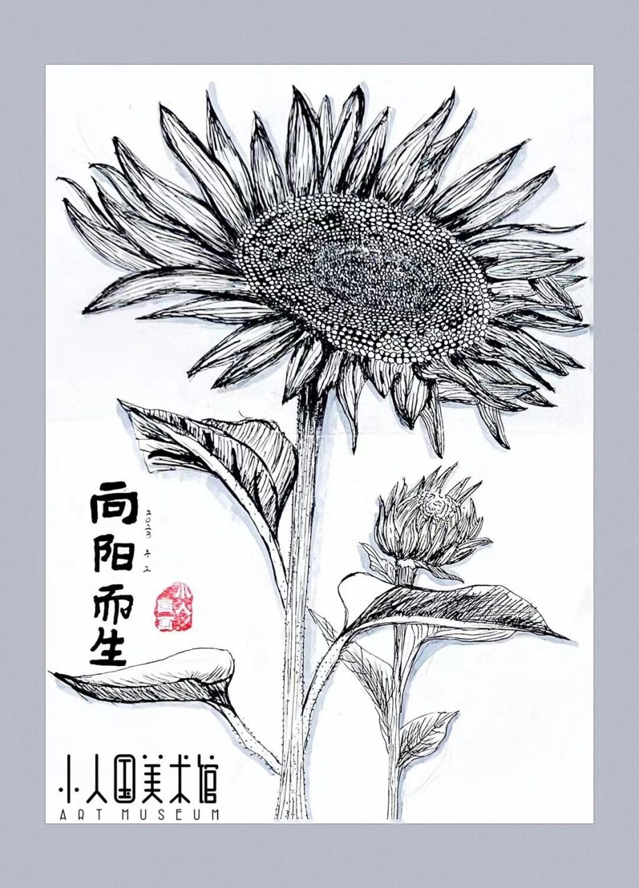 向日葵线描写生 向阳而生 观察 归纳 表现