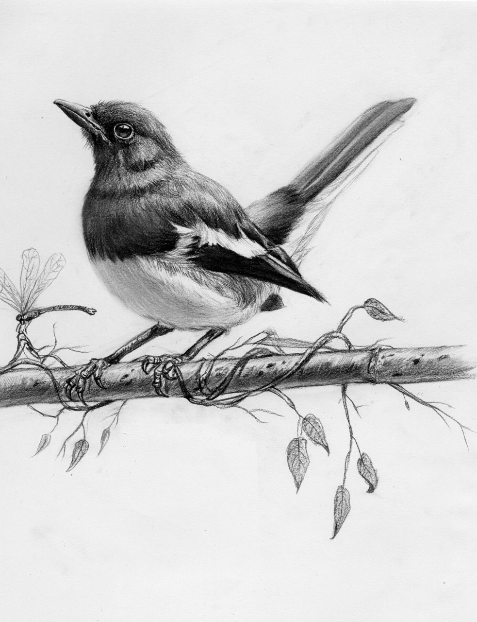 小鸟素描绘画步骤 小鸟非常适合刚开始学素描爱好者学,简单易学,效果