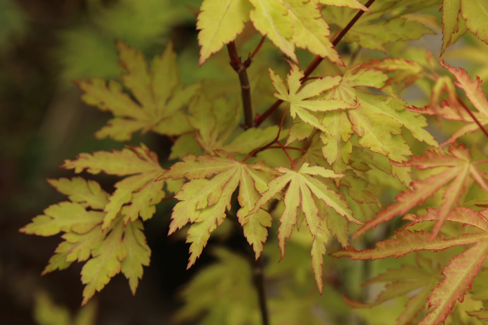 19安妮艾琳acer palmatum anne irene雞爪槭,是在荷蘭發現的楓樹