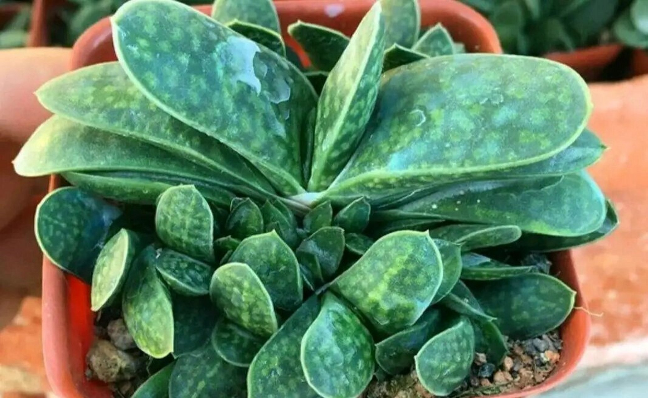 每天认识一种多肉 子宝 每天认识一种多肉 子宝 	 子宝别名元宝花