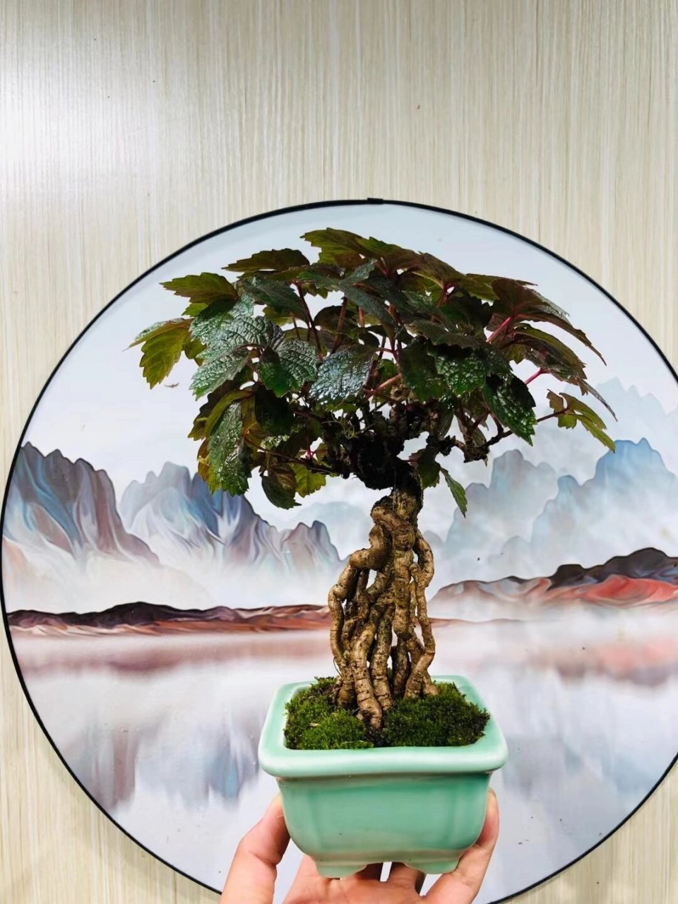 精品根艺日本爬山虎盆景