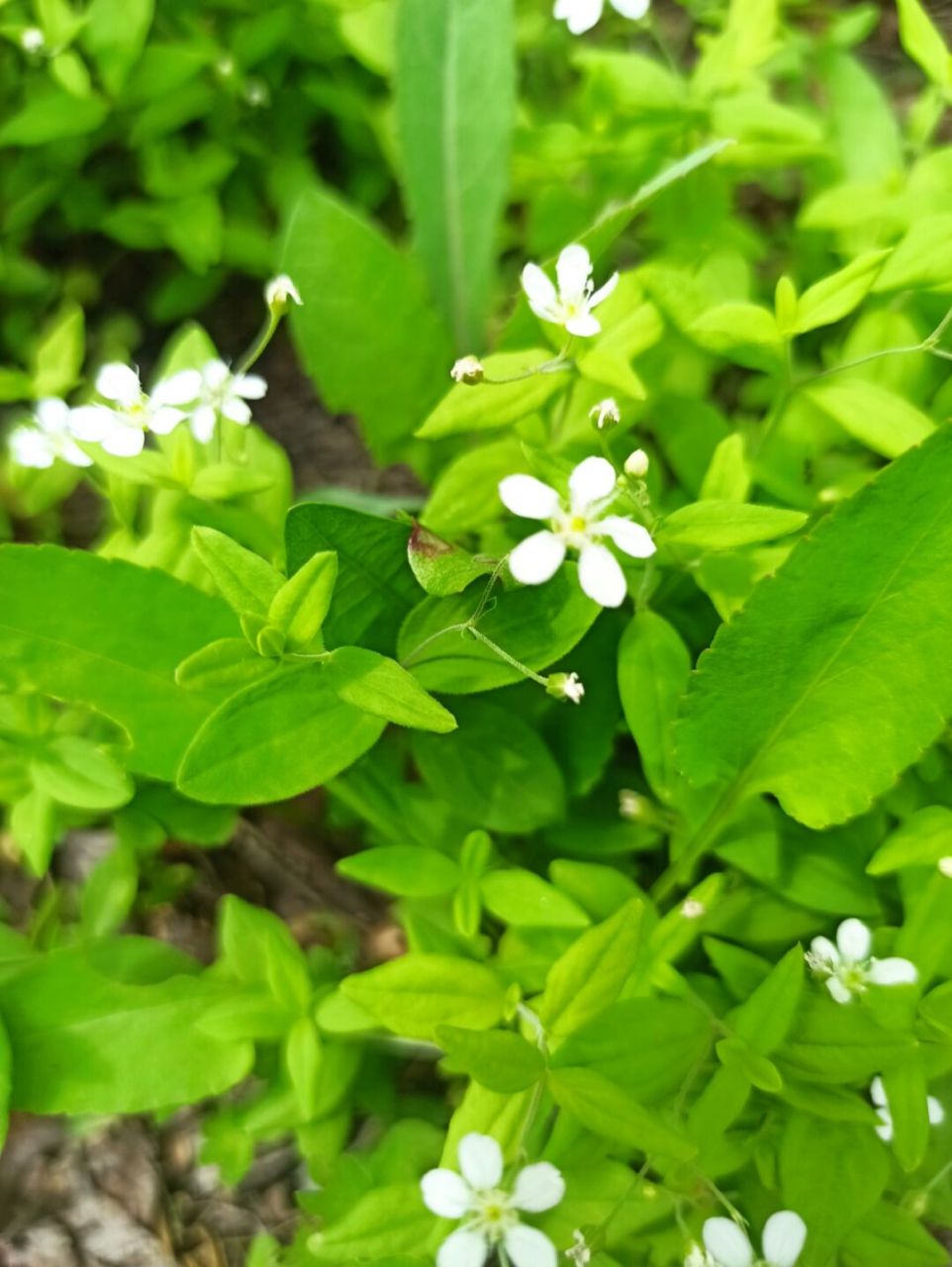 东北野草花(十四)种阜草 石竹科种阜草属多年生草本植物.