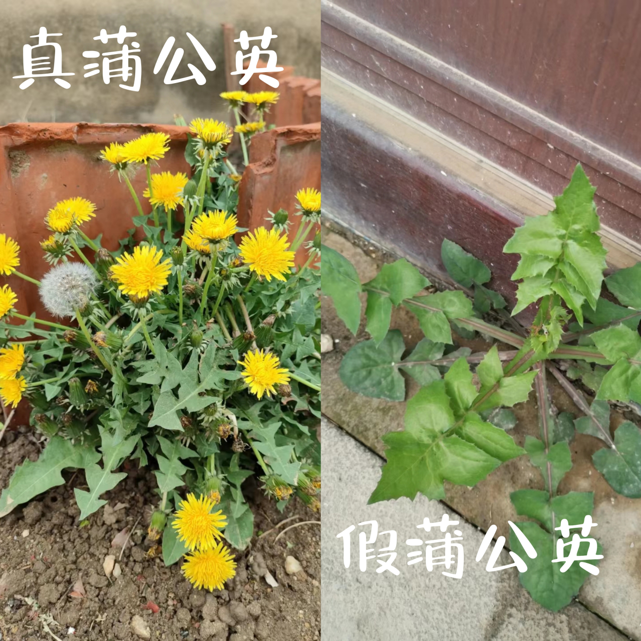 蒲公英花认识图片