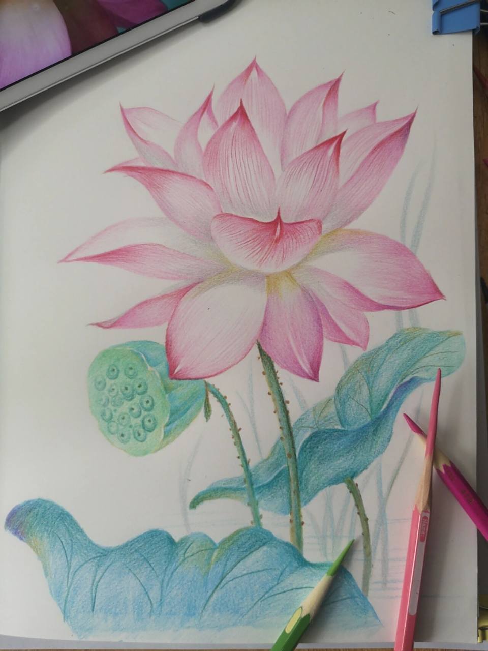彩铅||原创 荷花 步骤图 线稿铺色分享