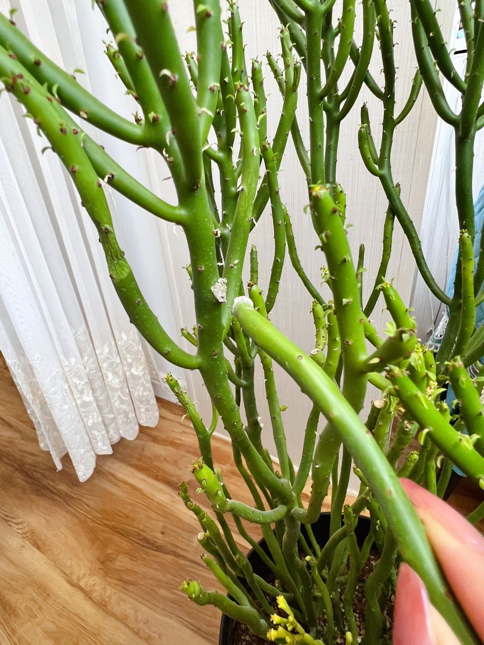 多肉珊瑚棒扦插方法  家里珊瑚棒长得太高啦,想扦插两盆,今天给大家