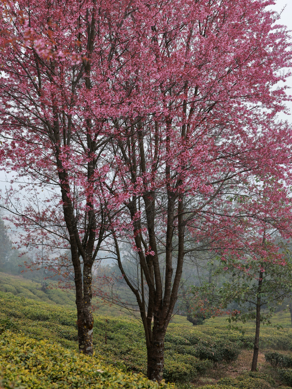 大理冬樱花开了!又是一年赏花的好时候.