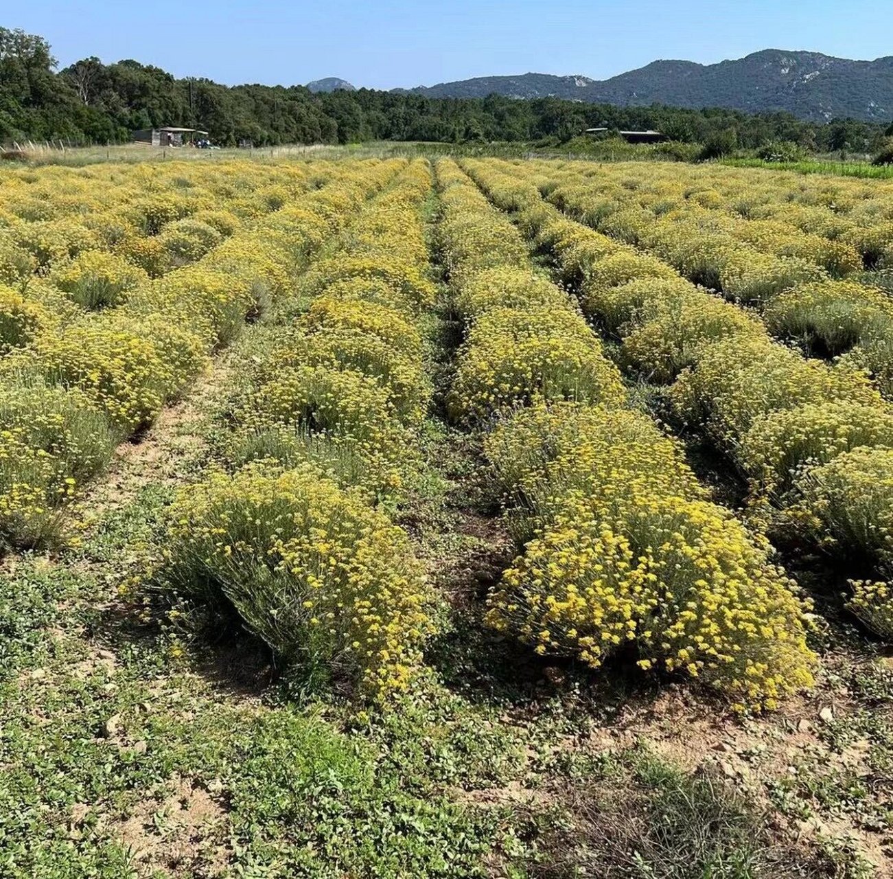 科西嘉|意大利永久花 意大利永久花,全球最高品质的产区在法国科西嘉