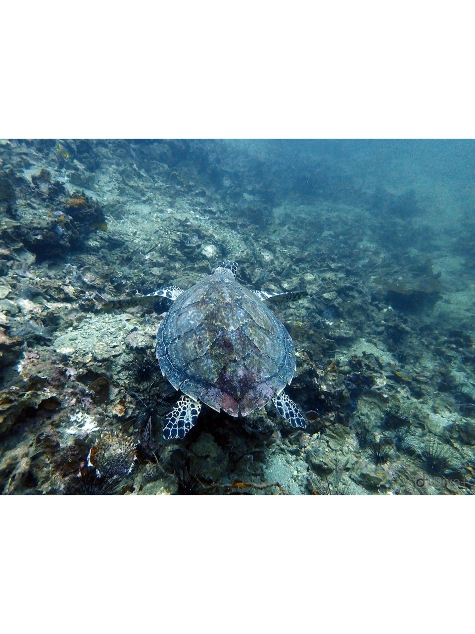 海洋生物  |  海龟-sea turtle98