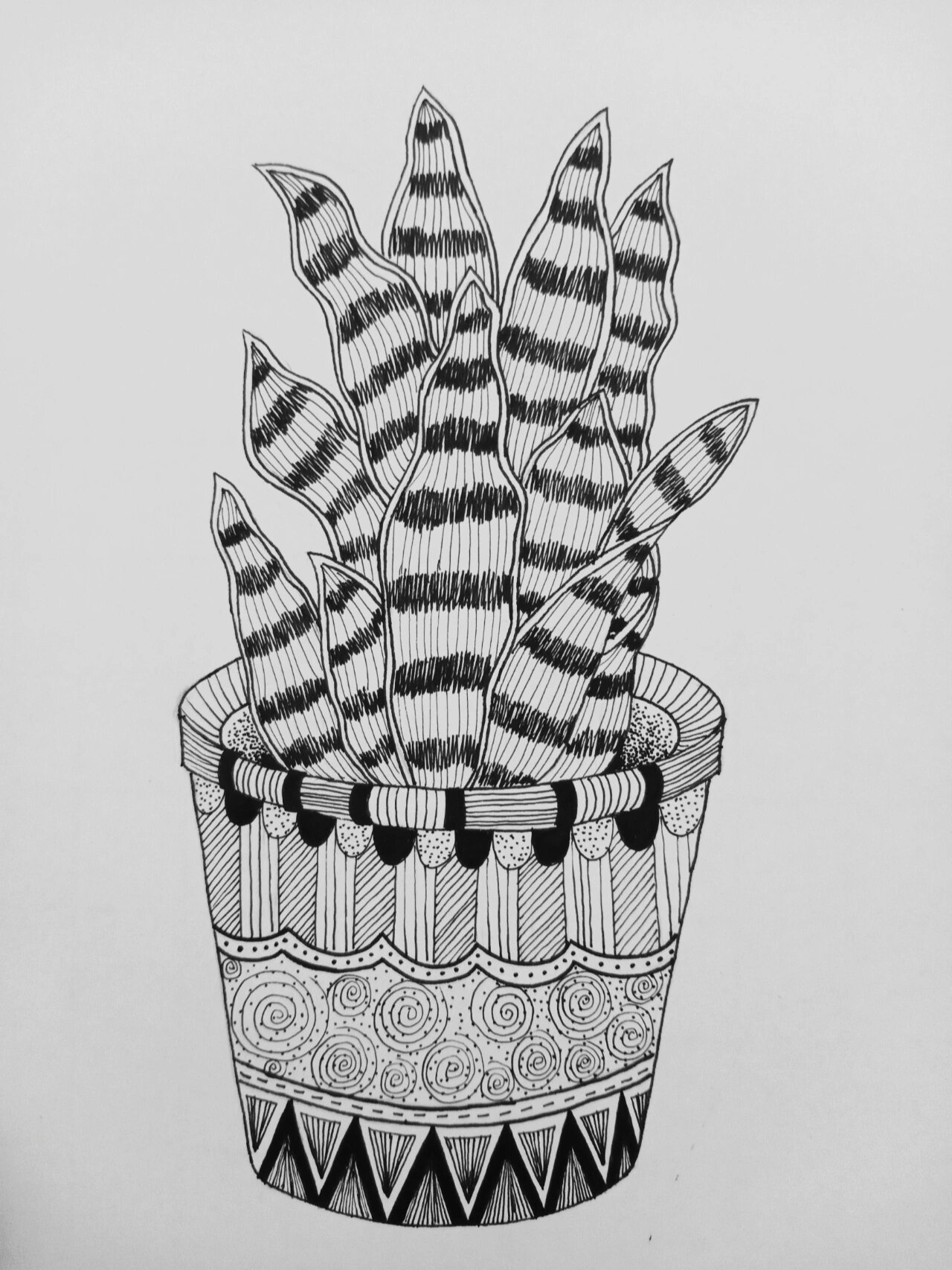 《虎皮兰》线描画绘画过程