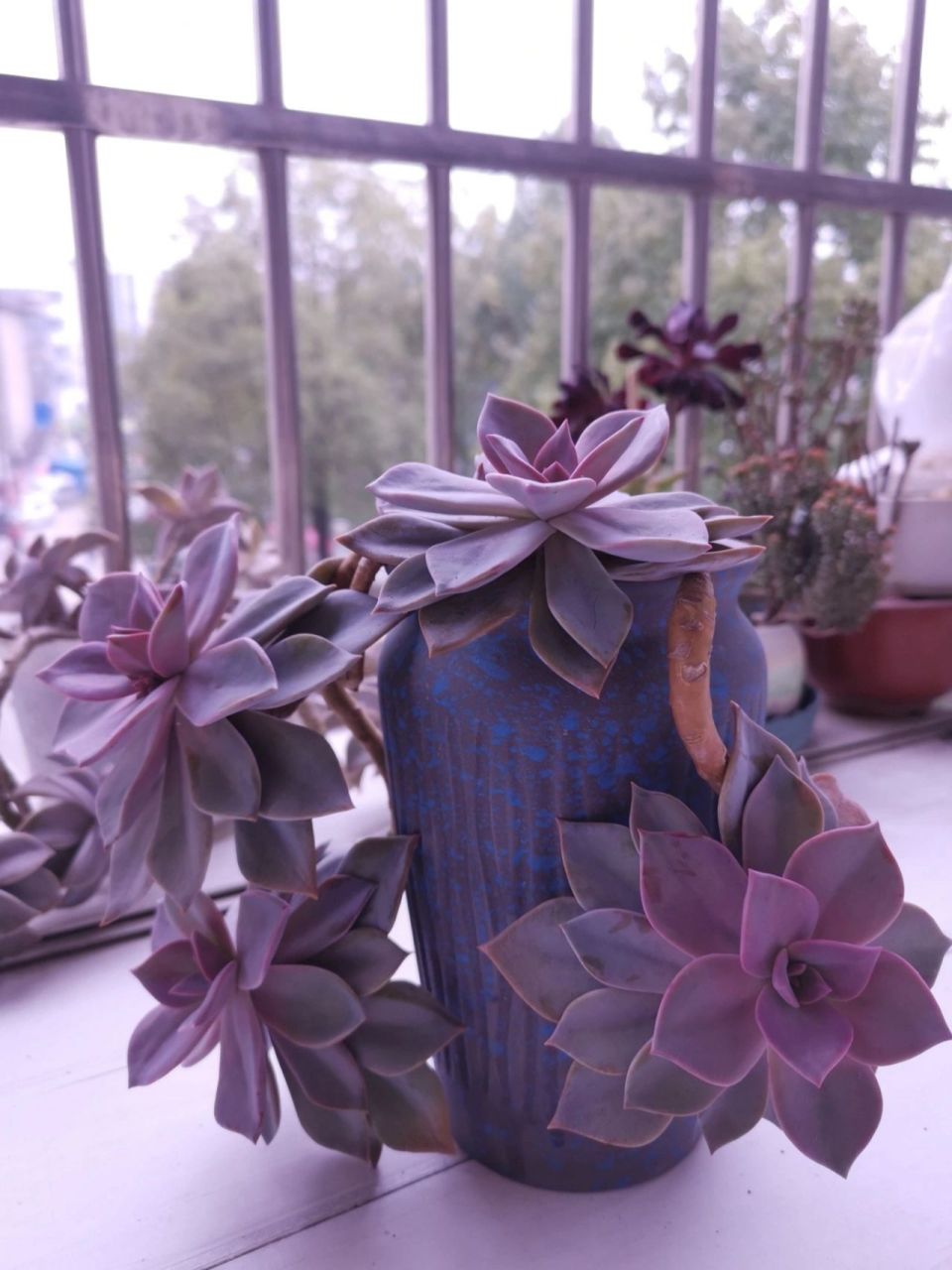 92多肉"初恋" 9393就喜欢这种紫色系的肉肉999999 我不