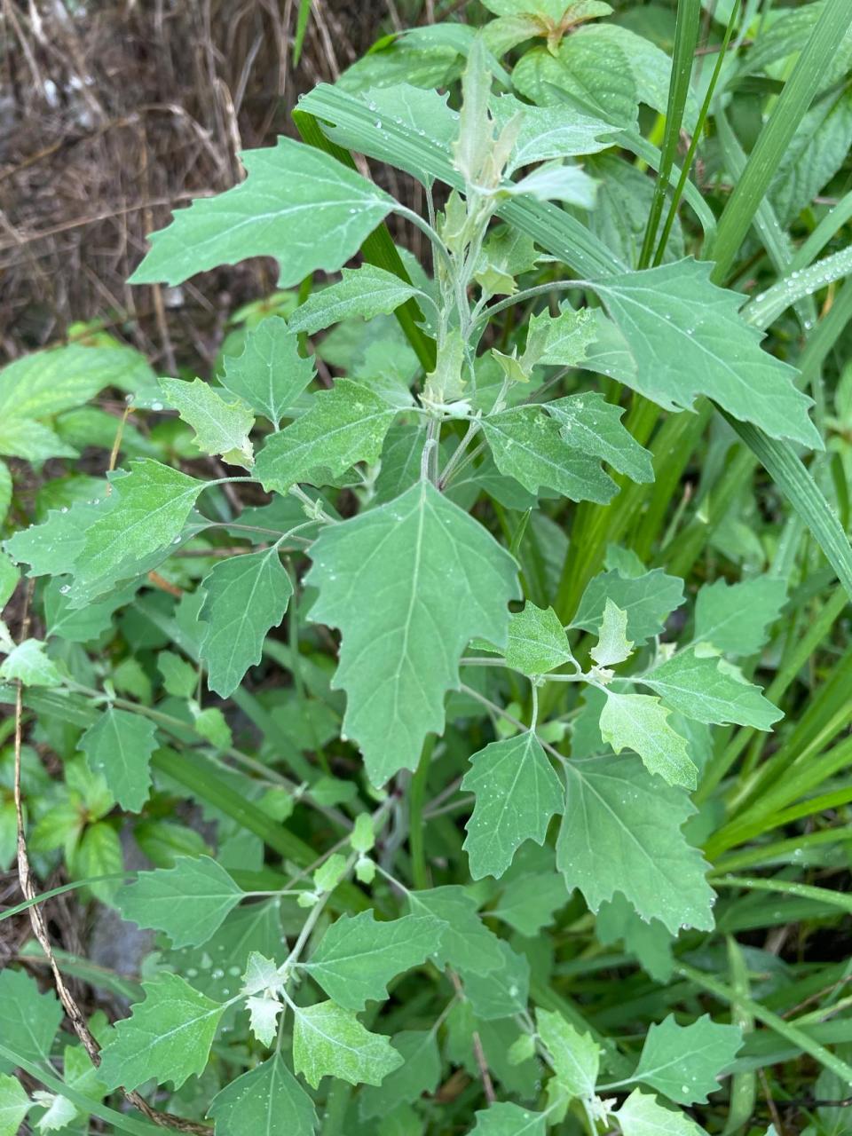 乡间植物介绍(一) 1,藜,别名灰灰菜,为田间常见杂草可作为野菜食用.