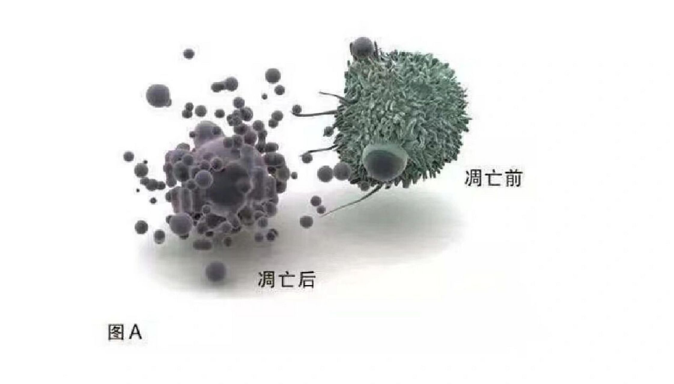 如何区分细胞凋亡和坏死 细胞凋亡的形态特征与细胞坏死性死亡的形态