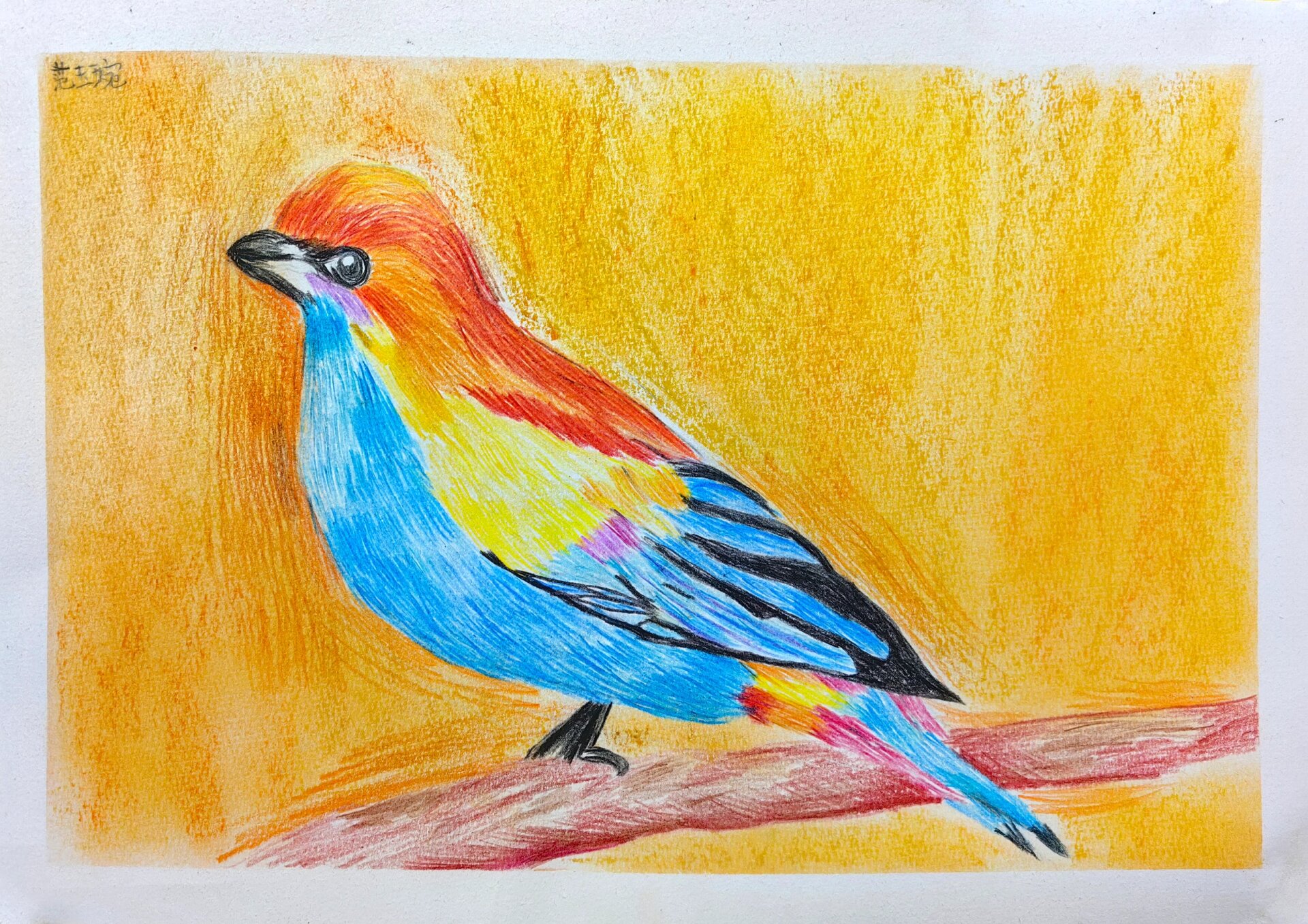 8-10 岁 | 彩铅画《鸟》