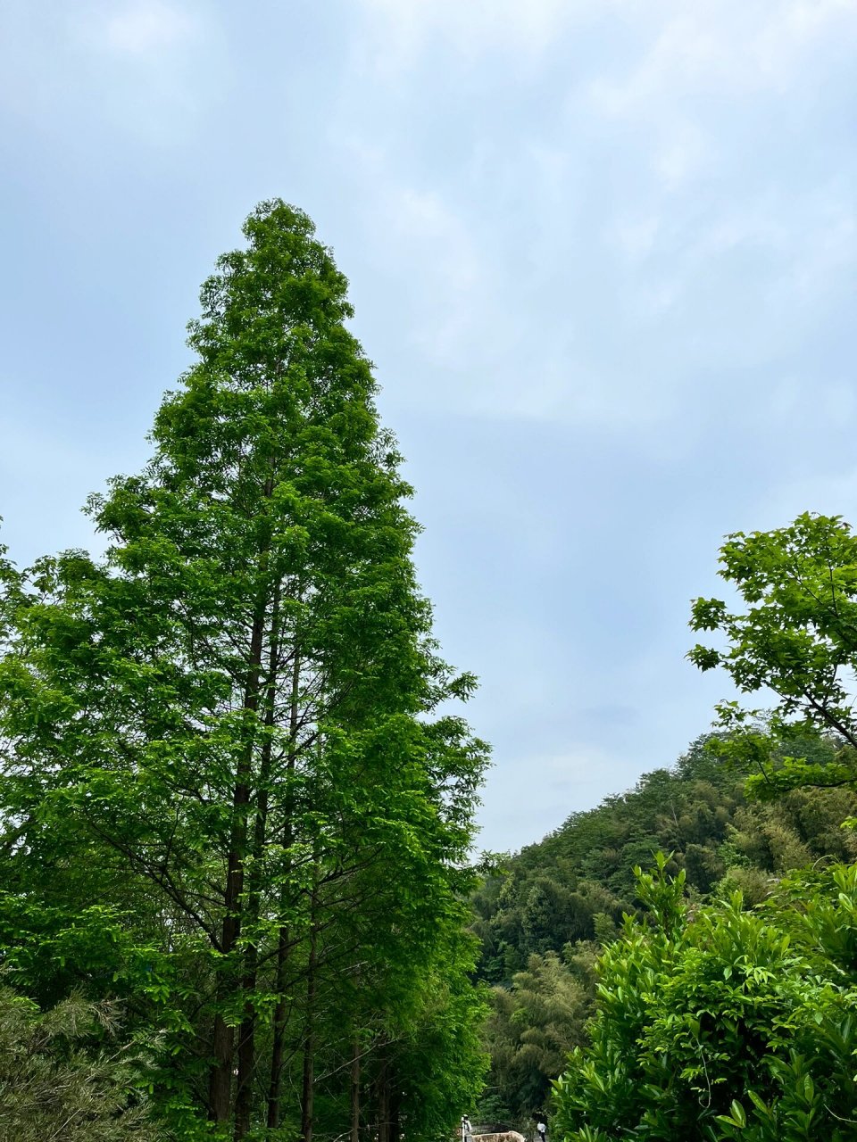 南昌周末爬山好地方——梅岭 76梅岭-竹海明珠,梅岭其中的一个景点