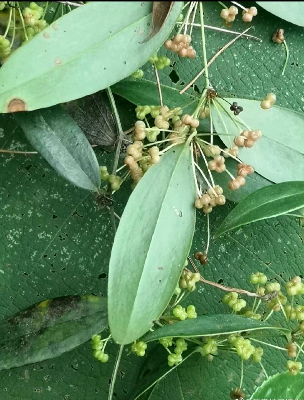 茯苓花 寓意图片