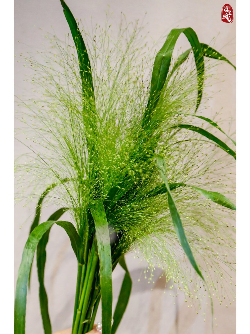 每日识花|喷泉草—爱如喷泉,鲜活灵动 今天介绍一种花材,喷泉草.