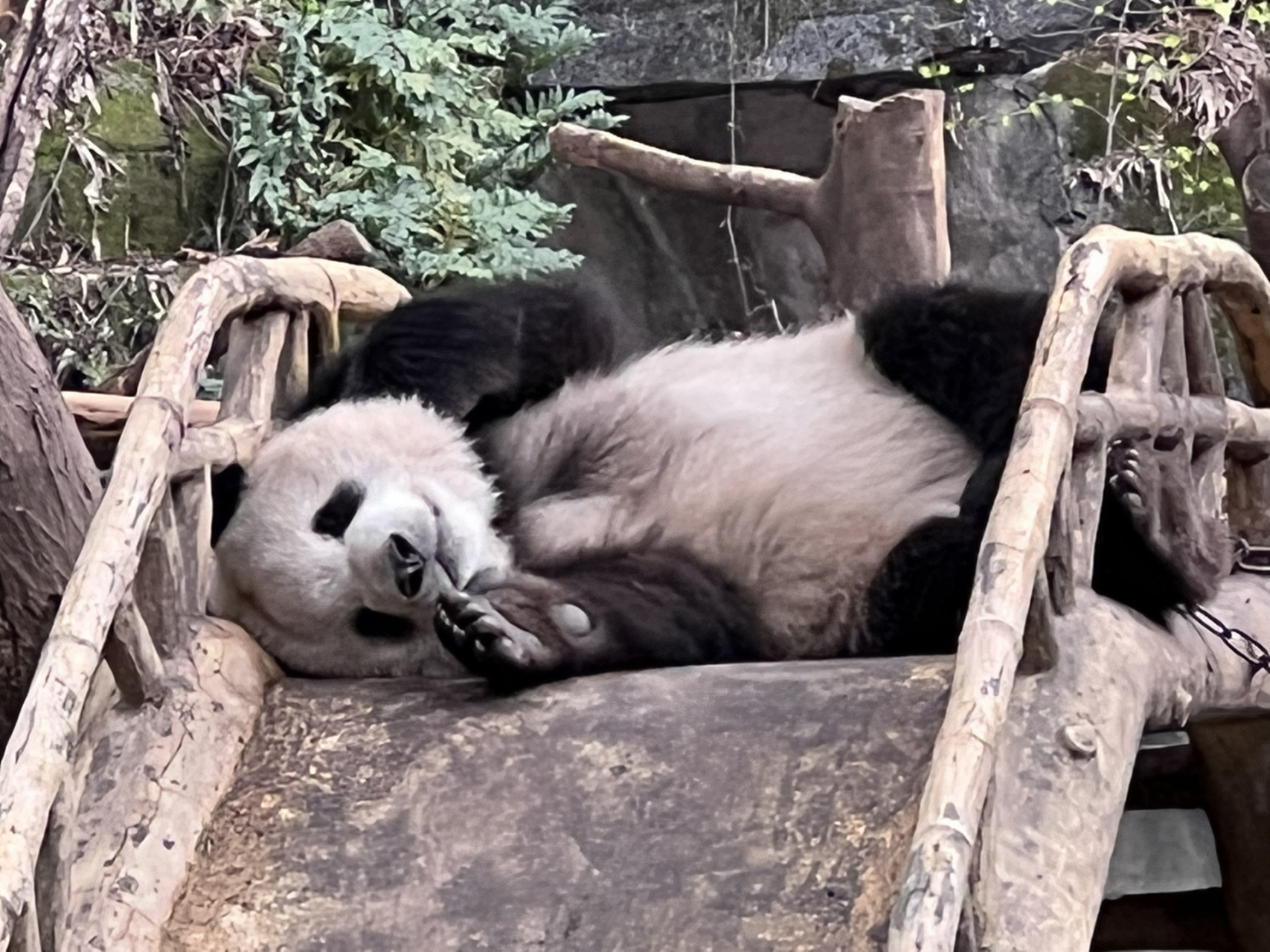 大熊猫睡觉图片图片