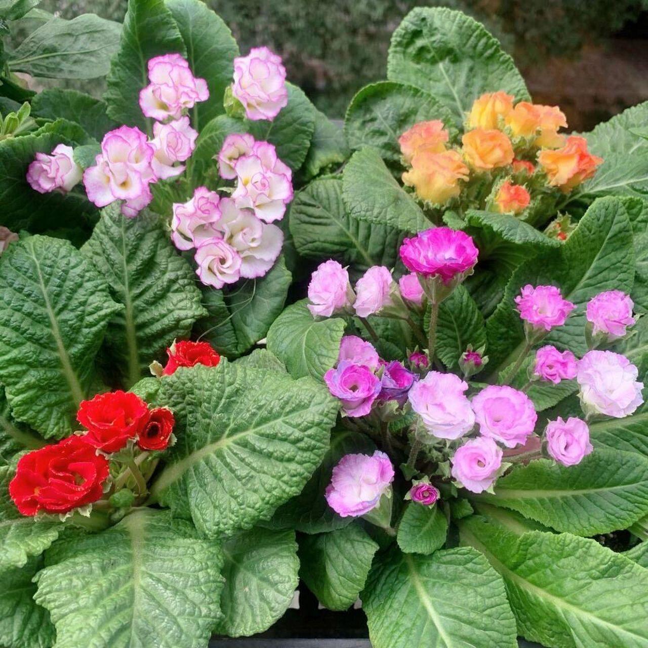 香气四溢的玫瑰报春花的养植和注意事项 养殖玫瑰报春花最好用松软