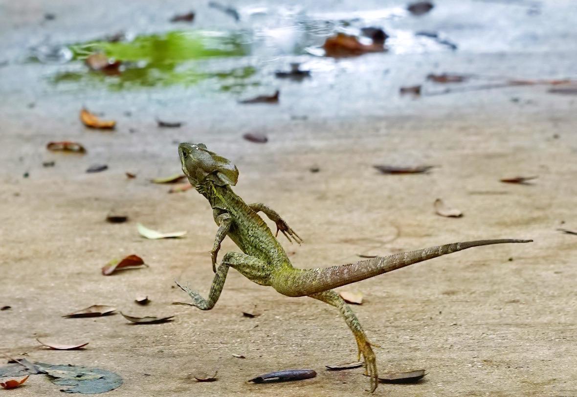 阿尔萨斯肉丸 的想法: "我们蜥形纲从未忘记双足奔跑"除鸟类之外,现存