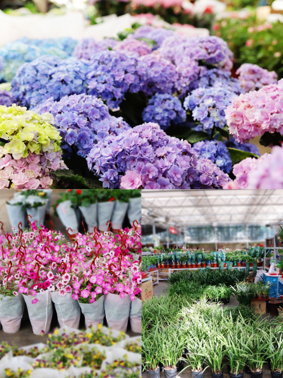 地址:盛芳国际花卉总部基地 #盛芳国际花卉总部基地# 01交通:地铁4