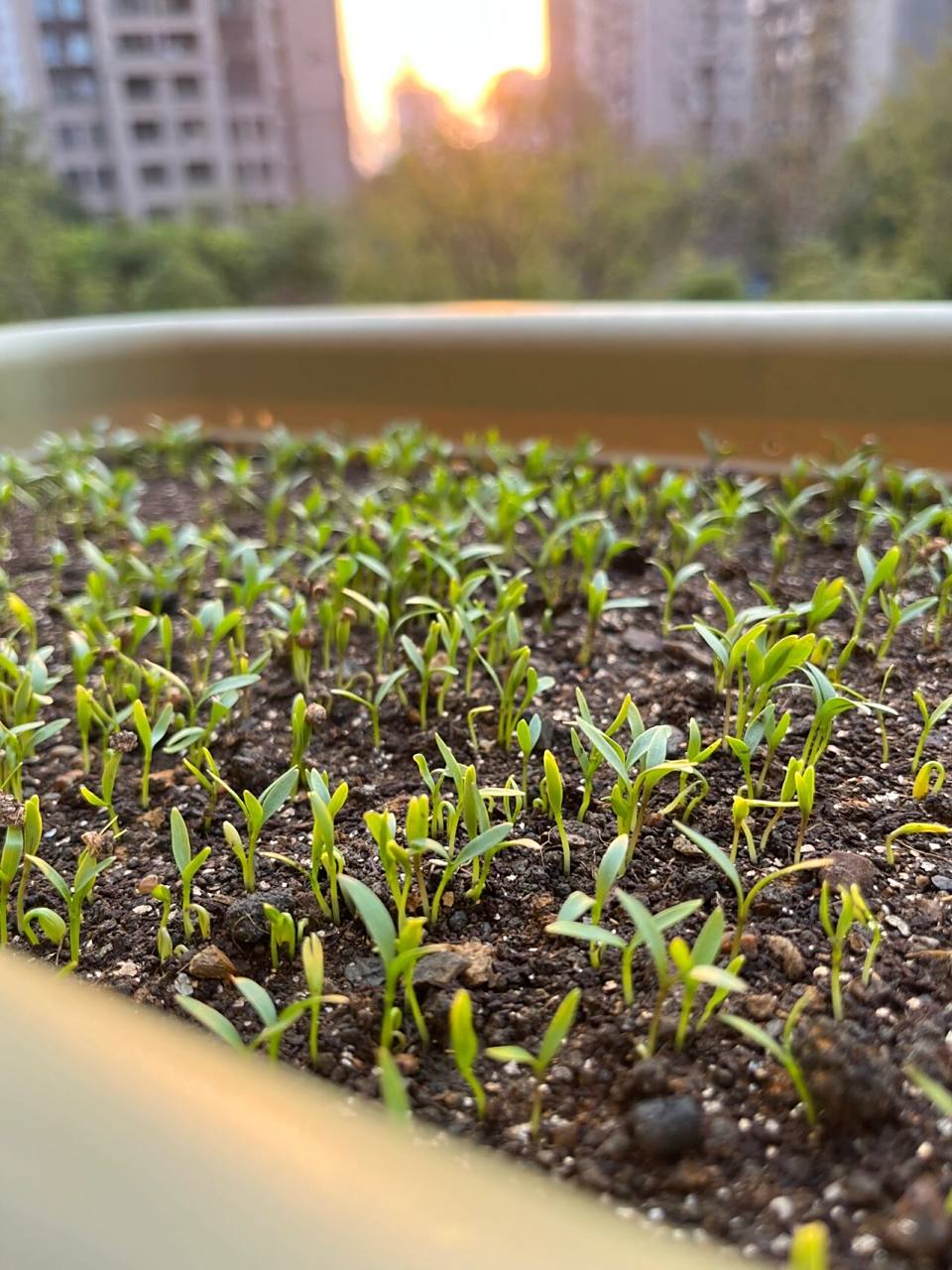 香菜播种八天才发芽,舍不得间苗 好不容易才冒出来的,好像有点密,小苗