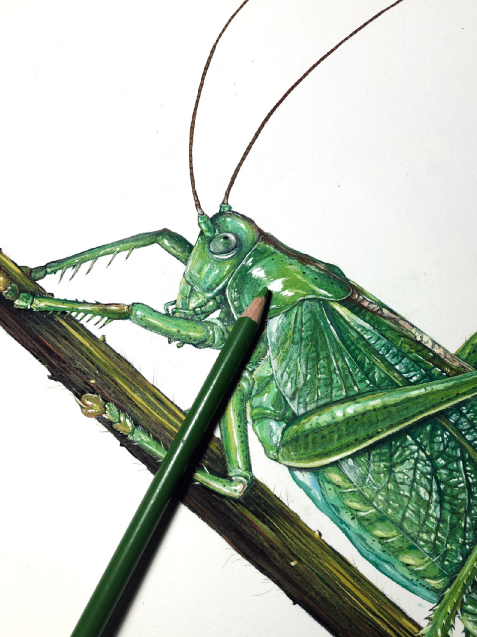 原创插画|昆虫记|蟋蟀05蝗虫05绿蝈蝈 最近在画的939103